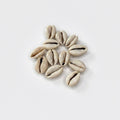 Conchiglie decorative