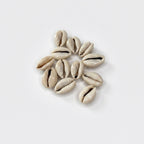 Conchiglie decorative