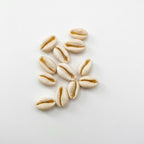 Conchiglie decorative