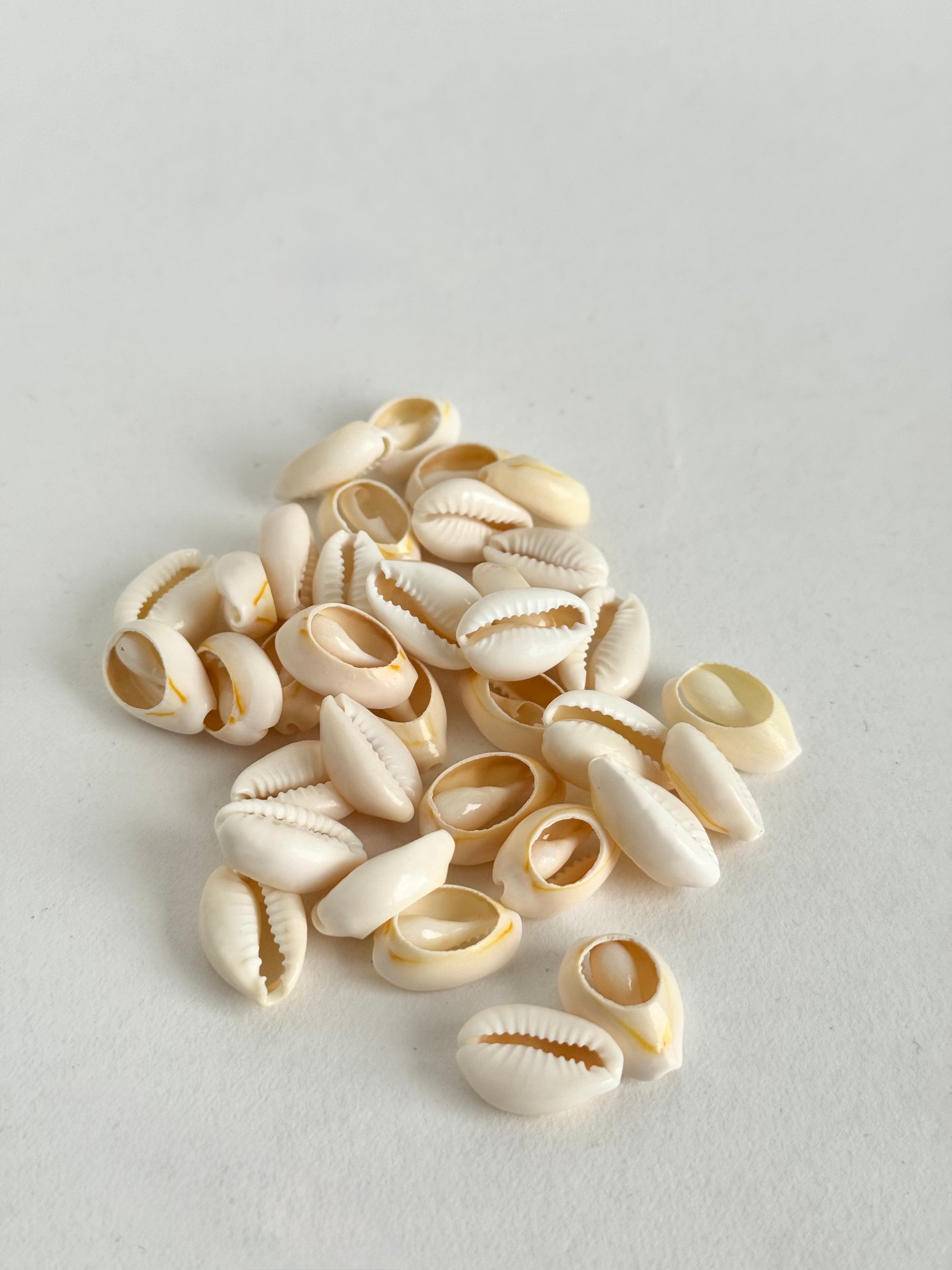 Conchiglie decorative